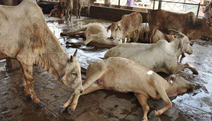 Cow Shelter