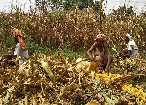 2020 में बिहार के किसानों को नहीं मिला मक्के की फसल का सही दाम | SabrangIndia