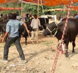 Cattle