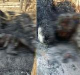 Old women burnt