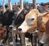 Cattle