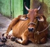 Cattle Sale ban