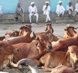 Cow
