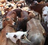 Cow cattle