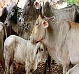 cows-dying-of-starvation
