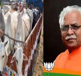 cow smuggling