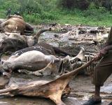 Abandoned Cow Carcases Post-Una, Gujarat