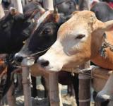 Cow cattle