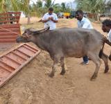Tamil cow traders