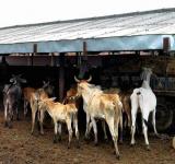 Cattle