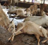 Cow Shelter