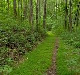 dantewada-forest