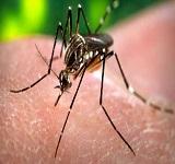 dengue-chhattisgarh