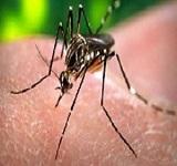 dengue-swine-flu