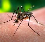 Dengue