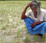 Indian Farmers