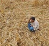 Farmers Suicide