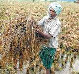 Farmers