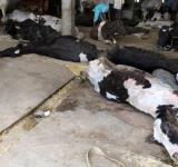 Gujarat Cow