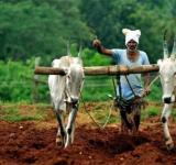 Indian Farmers