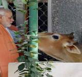 Modi Cow