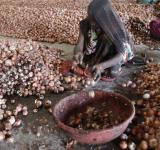 Onion farmers