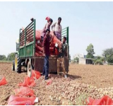 Potato Farmers