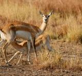 Rajasthan Wildlife